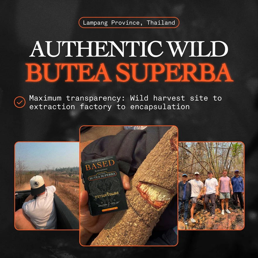 Butea Superba